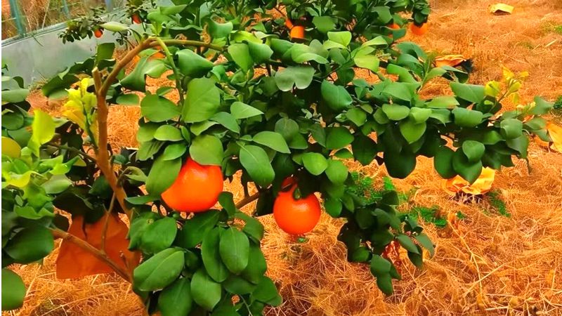 ���_�ɵ��r(n��ng)�I(y��)�ںϰl(f��)չϲ�Y(ji��)�T��