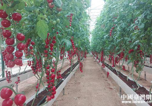 臺灣元素扮靚第十七屆中國(壽光)菜博會 臺灣元素扮靚第十七屆中國(壽光)菜博會