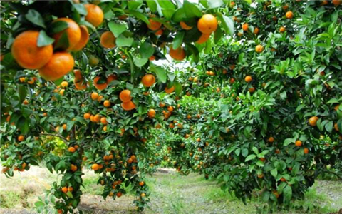 ���_���ߌ��ں� �V�������_��ϲ�����r(n��ng)��