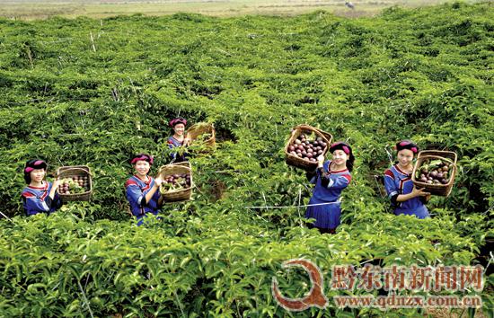 ���R�l(xi��ng)�f�����������{(di��o)���w�_(t��i)��