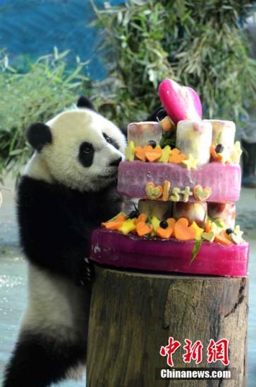 “圓仔”愛(ài)抱腿撒嬌 保育員“金蟬脫殼” “圓仔”愛(ài)抱腿撒嬌 保育員“金蟬脫殼”