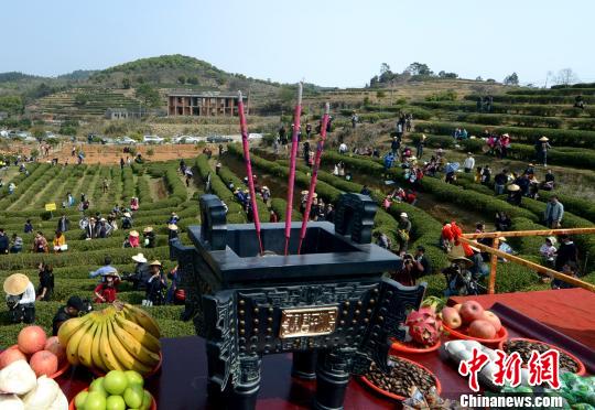 閩茶企“開春第一采” 兩岸共探茉莉花茶文化之旅 閩茶企“開春第一采” 兩岸共探茉莉花茶文化之旅