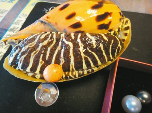 椰子螺生出“美樂珠”臺灣海產(chǎn)店老板娘撿到寶