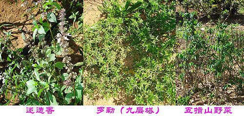 �_(t��i)�Y��I(y��)�|���f�@ �������e�ȼٵĺ�ȥ̎