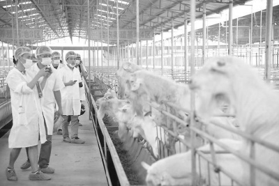 �����ϰ��_�Yţ���B(y��ng)ֳ�����u�̮a(ch��n)ƷҲ�u�^��