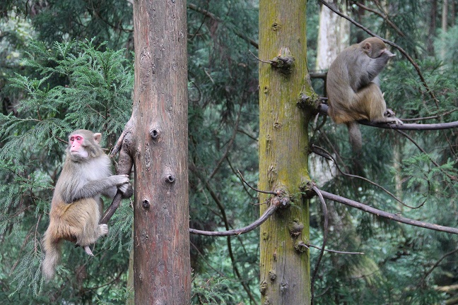 臺(tái)航直飛張家界賞美景 秋冬旅游產(chǎn)品受歡迎 臺(tái)航直飛張家界賞美景 秋冬旅游產(chǎn)品受歡迎