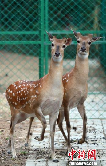 �����������u����ɭ�ֹ��@������_(t��i)��÷��¹һ���˶��d�����D���_(t��i)��÷��¹�ֵ������̝�(r��n)�B �z