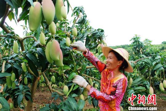 �V����ɫ���ӏ�(qi��ng)��(du��)�_(t��i)��������(qi��ng)����(y��u)â���a(ch��n)�I(y��)