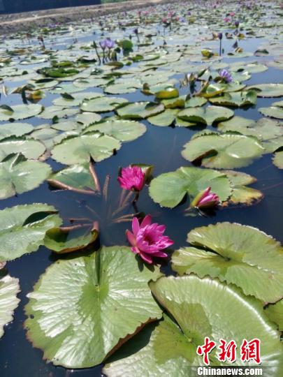 臺灣“神農(nóng)獎”得主林朕古的大陸蓮花夢