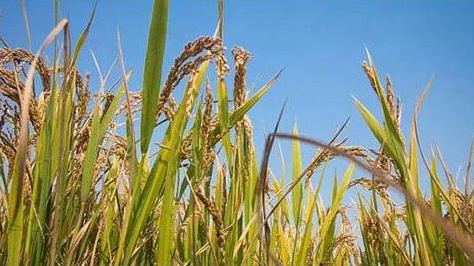 �ຣʡ����Ӌ(j��)�l(f��)�Ÿ���ھ���(zh��n)��ؚ�J��1665.5�|Ԫ