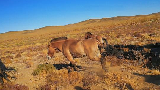 新疆放野馬回歸自然:順應(yīng)“野性的呼喚”