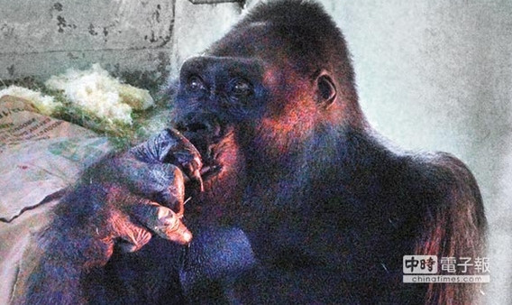 �_(t��i)����(d��ng)��@���조�B(y��ng)���塱����Ƥ�������Ъ�(d��)����