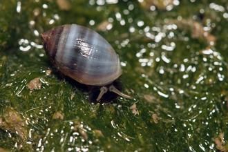 臺灣發(fā)現(xiàn)新紀(jì)錄物種酒桶冠耳螺殼形像酒桶(圖)