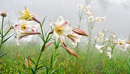 �_(t��i)�|̫������ɽ�ٺ�ʢ�_�ο��@�G���D��