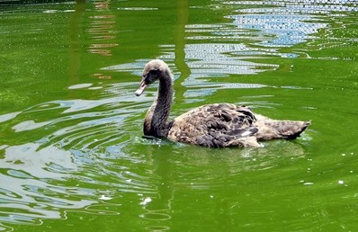 �_(t��i)���δ�ɹ����������Z�ɐ�ģ�ӳ��������D��