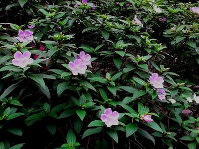 Ұĵ���鲼�_(t��i)���G����ݔ�����������D��