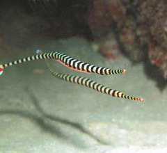 �_(t��i)���ɹ���ֳ�����y�߹�(ji��)������ ��ȫ���������D��