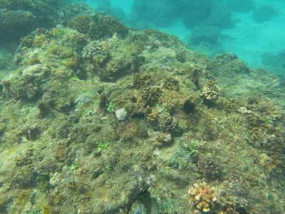 臺灣墾丁珊瑚族群據(jù)估算價值40億臺幣(圖)