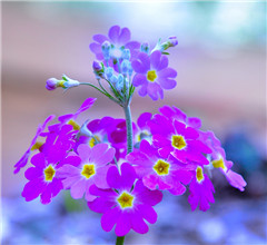 �D���_�����������ˡ��廨ˇ�g(sh��)չ