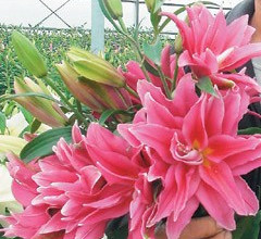 �_�л��r(n��ng)���k�ٺϻ���(ji��) 165Ʒ�N���涷�G