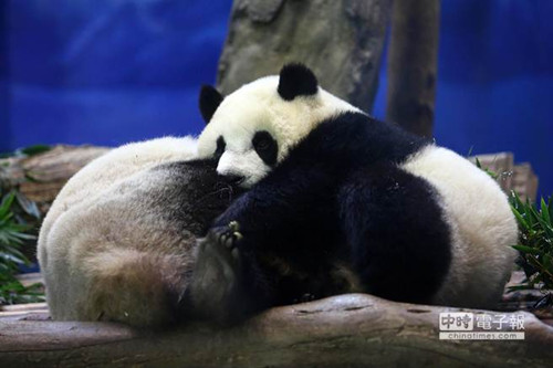 臺北天氣冷颼颼 大熊貓“圓仔”玩相撲取暖 臺北天氣冷颼颼 大熊貓“圓仔”玩相撲取暖