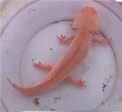 ɽ�|�P��ɽ�ϬF(xi��n)�����~�� �^���L��ˮꑃɗ�