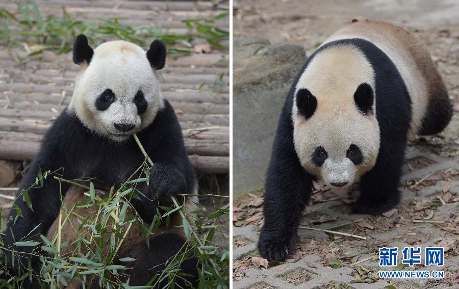 中央贈澳門大熊貓選定 預(yù)計(jì)5月初飛赴澳門 中央贈澳門大熊貓選定 預(yù)計(jì)5月初飛赴澳門