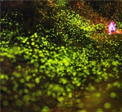 �����Ǭ���Ξ���x�󱬰l(f��) �ο��ݷ���M(j��n)�y��