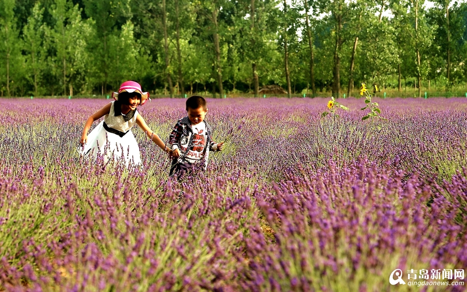 青島百畝薰衣進(jìn)入盛花期 青島百畝薰衣進(jìn)入盛花期