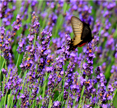 ���u�ٮ�޹���M(j��n)��ʢ���� ���M(f��i)��(du��)�����_(k��i)��