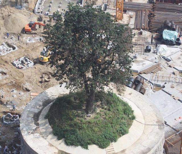 湖北襄陽舊城改造 花400萬保護(hù)323歲古樹(圖)