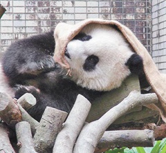 "�A��"���������O(p��ng)�� ���_����߅��߅�泬�ȣ��D��