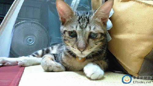 ���ʺ�ϲ�g��(du��)�������������DƬ��Դ���_(t��i)��ETtoday�|ɭ���ƾW(w��ng)վ��