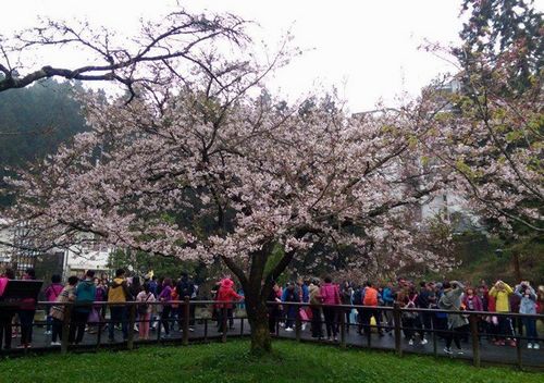 �_(t��i)������ɽ�����ǈ�(ch��ng)��������ʢ�_���������D��