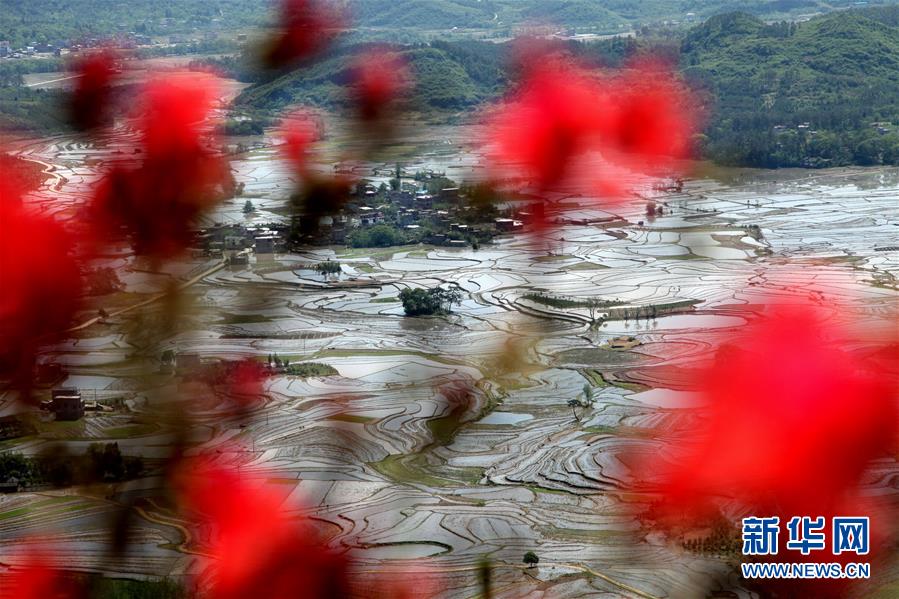 廣西全州美麗田園 廣西全州美麗田園