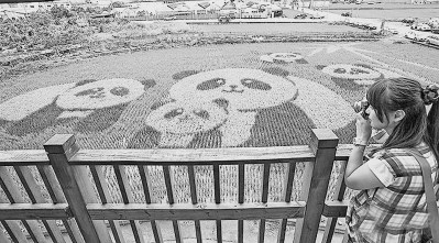 臺灣農(nóng)民的創(chuàng)意之道:從種田到“賣風(fēng)景”的嬗變 臺灣農(nóng)民的創(chuàng)意之道:從種田到“賣風(fēng)景”的嬗變