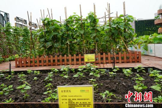 ����r(n��ng)��(ch��ng)�зNֲ��ˮ���S�������O��(qu��n) �z