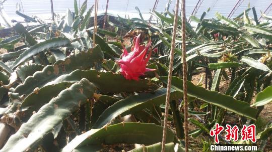 臺灣火龍果在內蒙古實現(xiàn)南果北種建成北方最大基地