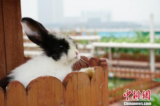 ������r�����˹���������߀�B(y��ng)���ɐ۵�С���������O�� �z