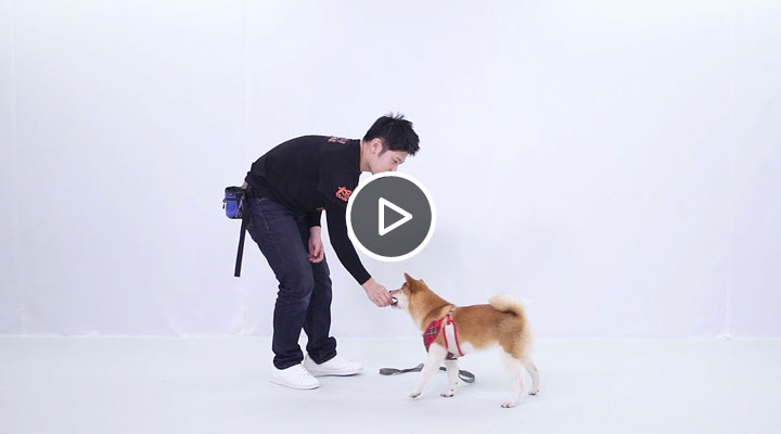 ǰ��ѩ�T���o���Pʺ���B(y��ng)��