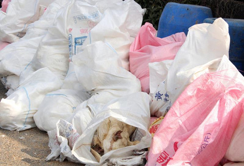 �_(t��i)���������𡱣�H5N2��H5N8�����Пo(w��)�݂��˲���