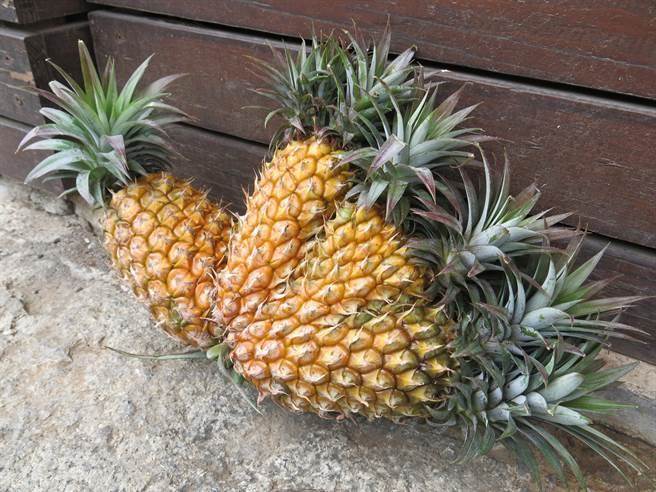 鳳梨等農(nóng)藥殘留可超歐盟千倍 藍營批蔡當局喪盡天良 鳳梨等農(nóng)藥殘留可超歐盟千倍 藍營批蔡當局喪盡天良