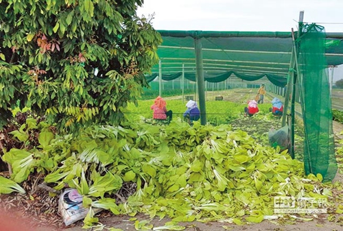 臺北農(nóng)產(chǎn)頻繁休市致菜價崩盤 民進黨“綠色執(zhí)政”成農(nóng)民受害保證 臺北農(nóng)產(chǎn)頻繁休市致菜價崩盤 民進黨“綠色執(zhí)政”成農(nóng)民受害保證