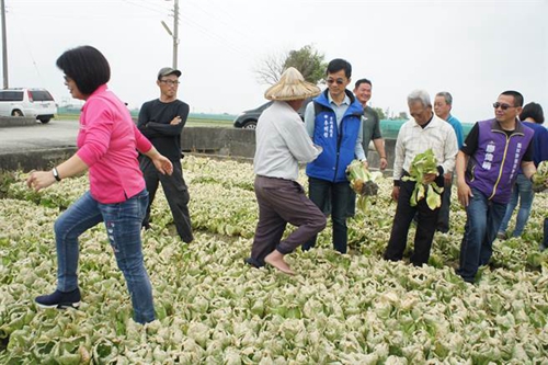 臺北農(nóng)產(chǎn)頻繁休市致菜價崩盤 民進黨“綠色執(zhí)政”成農(nóng)民受害保證 臺北農(nóng)產(chǎn)頻繁休市致菜價崩盤 民進黨“綠色執(zhí)政”成農(nóng)民受害保證