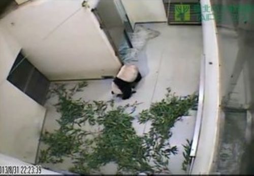 臺(tái)灣8月31日暴雨成災(zāi)大熊貓圓圓驚慌圓仔淡定