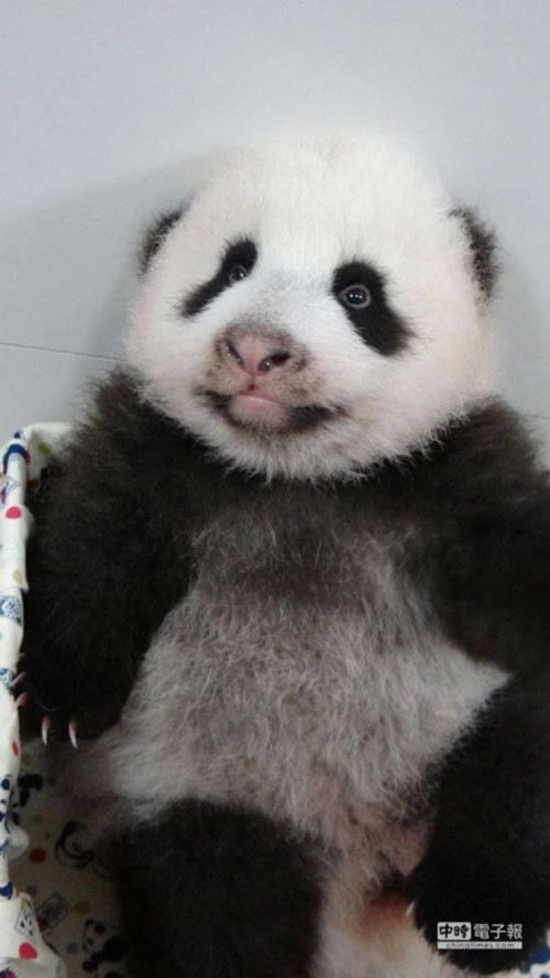 贈臺大熊貓寶寶祝中秋平安會拋媚眼裝可愛(圖)