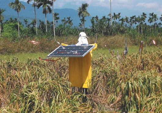 稻草人被戲稱“金城武”全年無休認(rèn)真趕鳥