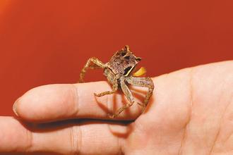 臺(tái)灣墾丁公園交通管制9天護(hù)陸蟹下海繁殖(圖)