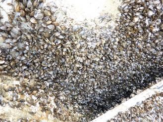 ���S���ڸ��۴a�^չһ��(g��)�¸��_(t��i)���MСؐ��