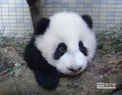 大熊貓“圓仔”活潑好動爬來爬去超逗趣(圖)